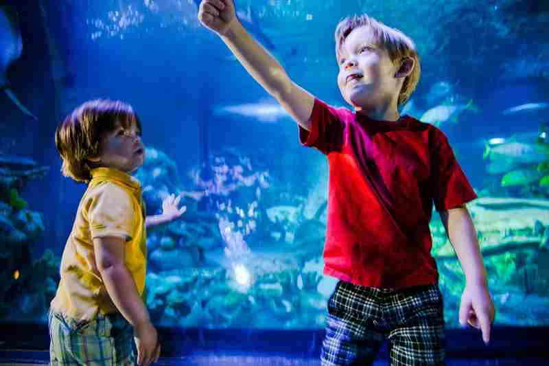 Toddler Time - Toddler Event at SEA LIFE Michigan Aquarium in Auburn Hills on 5 Sep