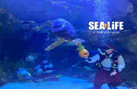 Underwater Pumpkin Carving at SEA LIFE at Mall of America in Minnesota on 1 Oct