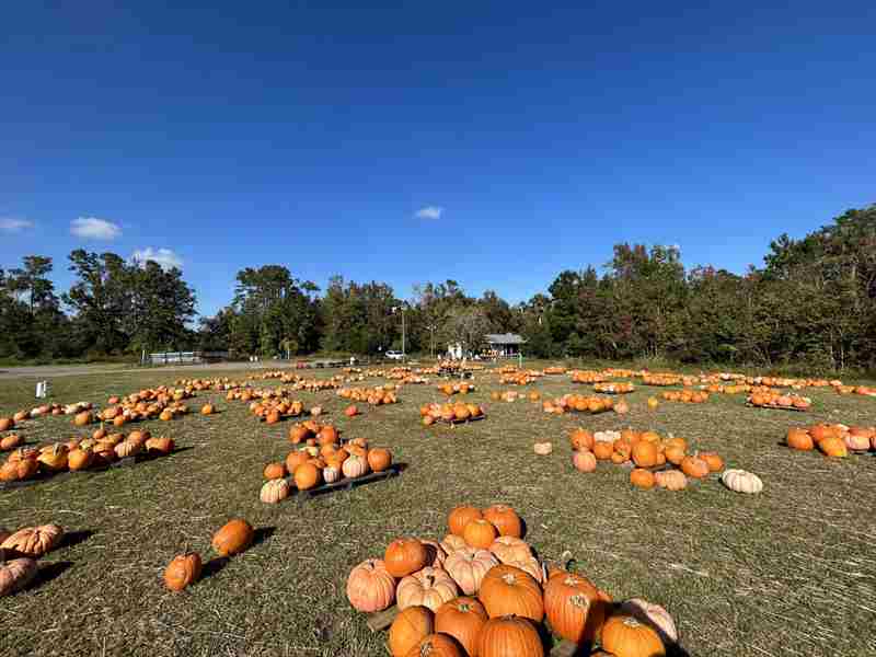 Largest Pumpkin Patch in Ponte Vedra Beach in Ponte Vedra Beach on 8 Oct