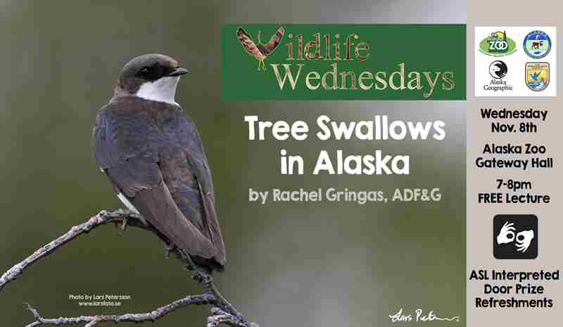 Wildlife Wednesdays Free Science Lectures: Tree Swallows in Alaska in Anchorage on 08 November 2023