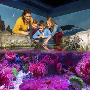 Sensory Friendly Morning at SEA LIFE Michigan Aquarium - Autism Awareness and Acceptance Event in Auburn Hills on 3 Dec