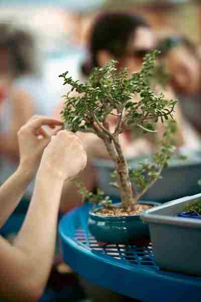 Bonsai and Brews at Bayboro Brewing in St  Petersburg on 05 December 2023