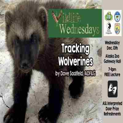 Wildlife Wednesdays Free Science Lecture: Tracking Wolverines in Anchorage on 13 December 2023