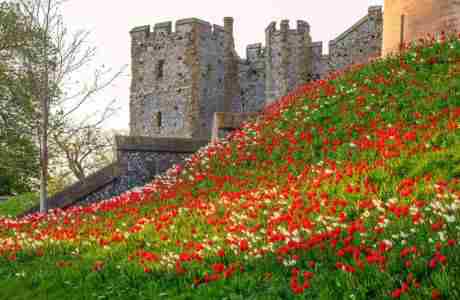 Arundel Castle's Tulip Festival to make grand return in 2024 in England on 1 Apr