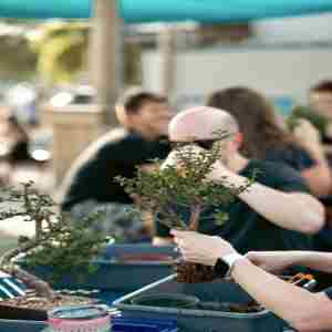 Bonsai and Brews at Bayboro Brewing in St  Petersburg on 05 March 2024