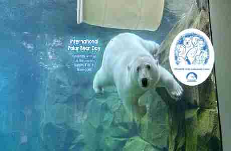 International Polar Bear Day at the Alaska Zoo in Anchorage on 25 Feb