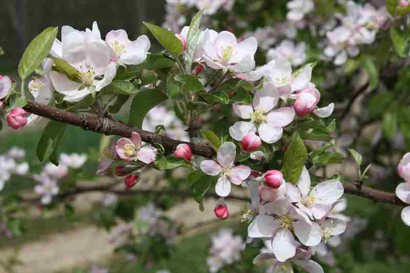 Spring Blossom Festival in Chester on 4 May