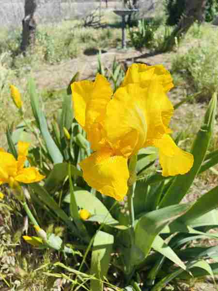 Spring/Easter Brunch at the Lavender Farm in Oracle on Saturday, March 30th in Oracle on 30 Mar