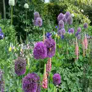 Allium Extravaganza returns to Arundel Castle this May with a floral fireworks display in Arundel on 1 May