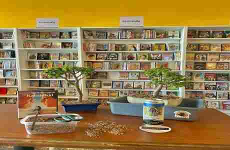 Bonsai and Brews at Beerbusters Movie Bar in Pinellas Park on 13 Apr