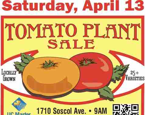 UC Master Gardeners' Tomato Plant Sale! in Napa on 13 Apr