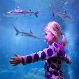 Scout Days at SEA LIFE Aquarium - Boy Scout and Girl Scout Event in Southeast Michigan in Auburn Hills on 1 May