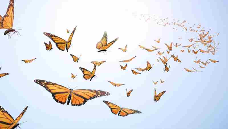 Suncrest Hospice Celebration of Life Butterfly Release in Trenton on 4 May