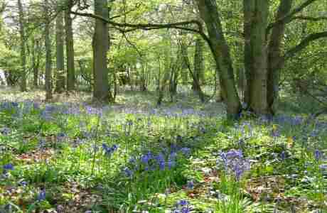 Forest bathing in Salisbury on 4 May