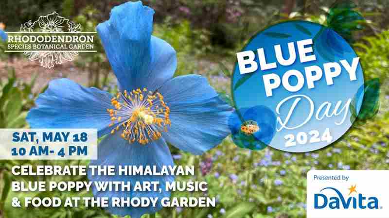 Blue Poppy Day at the Rhody Garden in Federal Way on 18 May