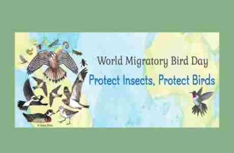 World Migratory Bird Day at the Zoo in Anchorage on 11 May