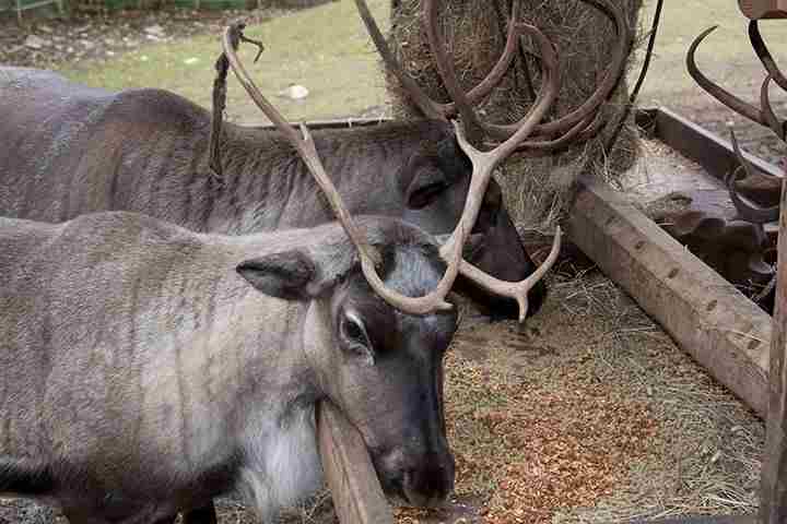 Alaska Zoo Animal Feeding Experiences in Anchorage on 27 May