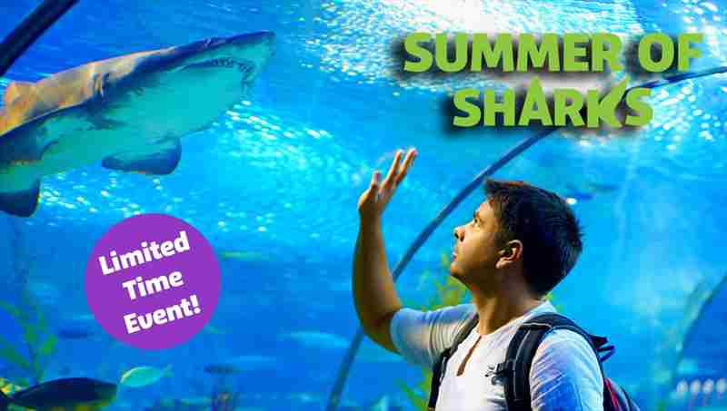 Summer of Sharks at SEA LIFE at Mall of America in Bloomington on 24 May