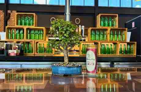 Bonsai and Brews at Yuengling Draft Haus in Tampa on 27 Jun