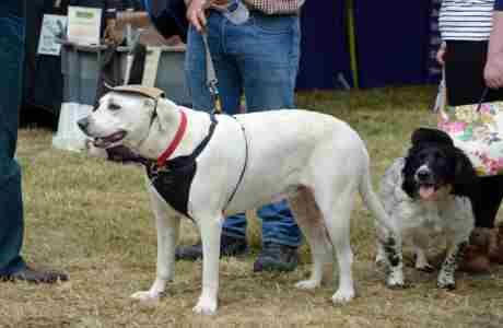 Spectacular Barford Village Fete Goes to the Dogs! in Salisbury on 15 Jun