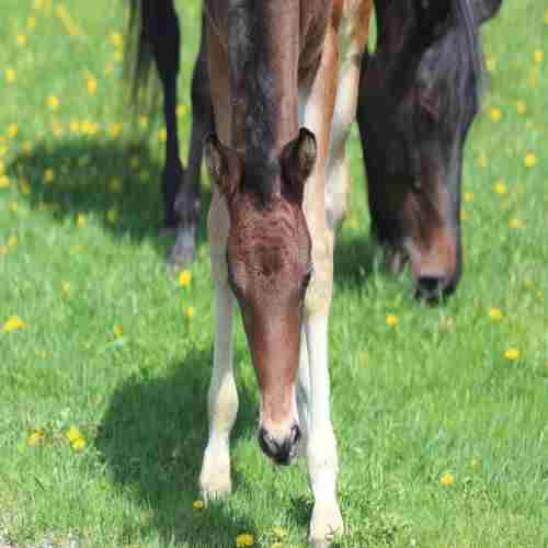 Foal Days at the UVM Morgan Horse Farm in Weybridge on 8 Jun