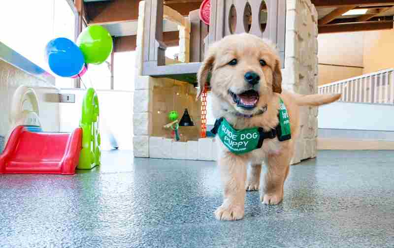 GUIDE DOGS FOR THE BLIND CALIFORNIA CAMPUS TOURS PROVIDE A PEEK INTO HOW A GUIDE DOG IS TRAINED in San Rafael on 12 Jul