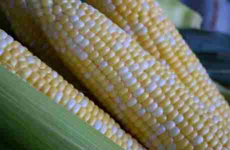 Apple Annie's Sweet Corn Extravaganza in Willcox on 13 Jul