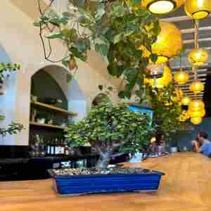 Bonsai and Brews at Trellis at Buchman Ybor City in Tampa on 7 Sep