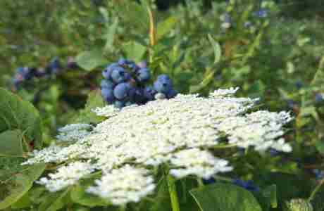 U-Pick BLUEBERRIES! Friday-Sunday 7-3, Until Sept! 360-869-2955. 931 Ne Salzman Rd Corbett ORE 97019 in Corbett on 8 Aug