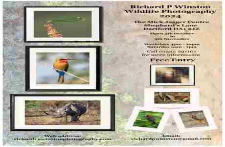 Wildlife Photography Exhibition 5th October - 9th November 2024 at the Mick Jagger Centre Dartford in Dartford on 5 Oct