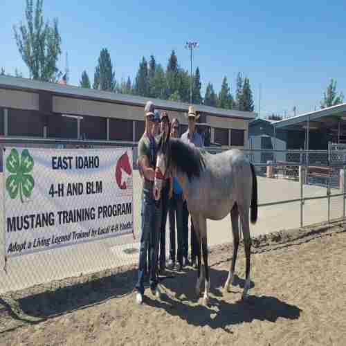 4-H Trained BLM Mustang Adoption in Blackfoot on 31 August 2024