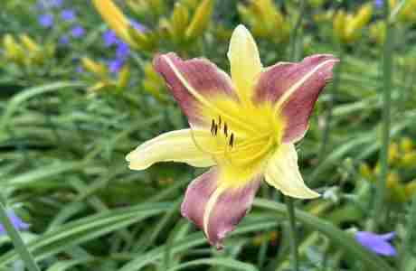 Rutland Garden Club Flower Show "FloralOpoly" in Vermont on 14 September 2024