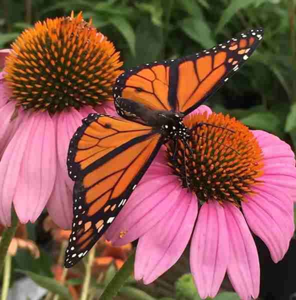 Asheville Botanical Garden Fall Native Plant Sale! in Asheville on 14 Sep