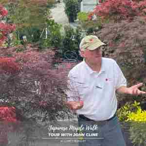 Japanese Maple Walk in Shelby on 12 Oct