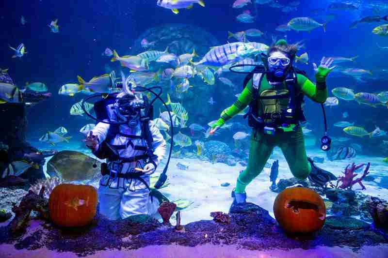 Tricks and Treats - Halloween Event at Michigan's Largest Aquarium - SEA LIFE in Auburn Hills on 28 Sep