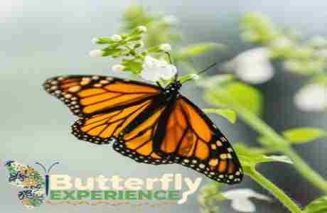 Butterfly Experience in Dunwoody on 7 Sep