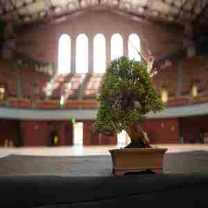 Pacific Bonsai Expo in Oakland on 26 Oct