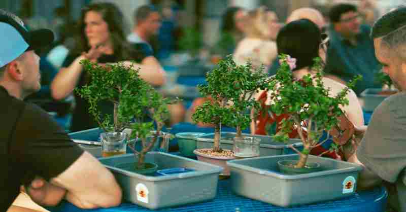 Bonsai and Brews at The Brass Tap | Carrollwood in Tampa on 30 Sep