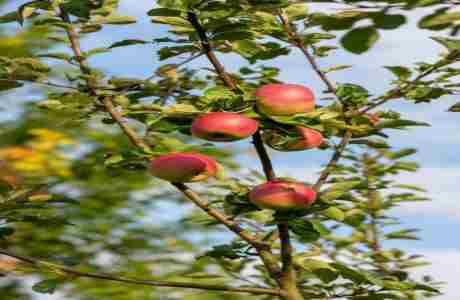 Great Fen Apple Day in England on 12 Oct