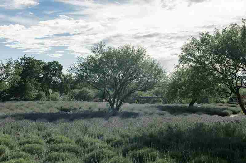 Evening Taste and Tour at the Lavender Farm in Oracle on Sunday October 20th, 4pm in Oracle on 20 October 2024