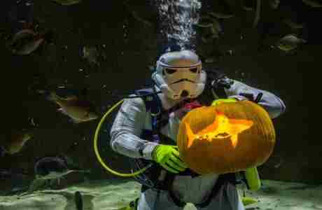 Underwater Pumpkin Carving Returns to SEA LIFE at Mall of America! in Minnesota on 1 Oct