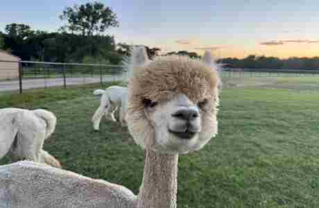 Visit with Alpacas - Legendary Alpacas of Texas in Maypearl in Maypearl on 28 Sep