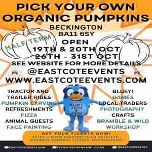 PYO ORGANIC PUMPKINS in Beckington  Frome on 19 October 2024