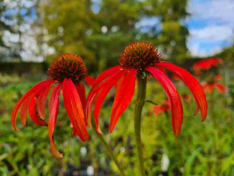 Plant Nursery Retail Day in Cuxham on 5 Oct