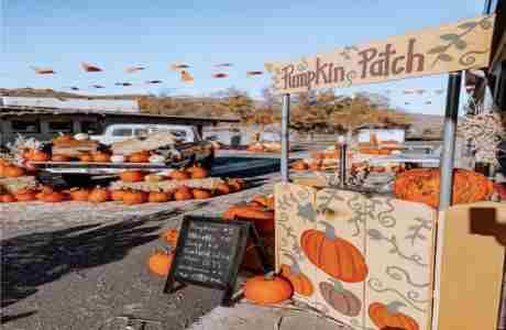 Verdi Pumpkin Patch in Verdi on 20 Oct