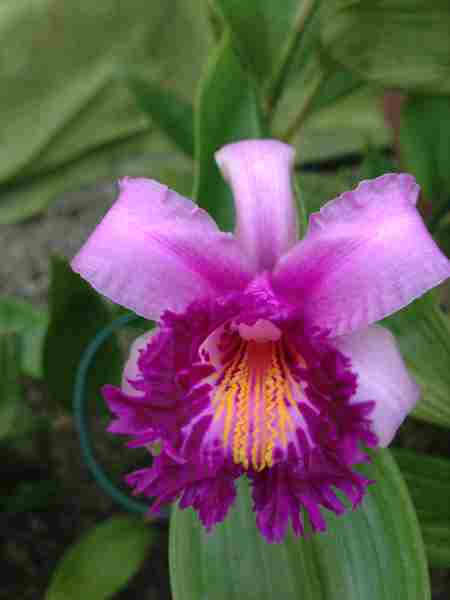 The Orchid Whisperer at the Sonoma County Orchid Society in Santa Rosa on 8 Oct