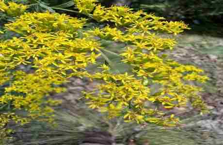 Midlands Fall Native Plant Market at the Hangar in Columbia on 27 Oct