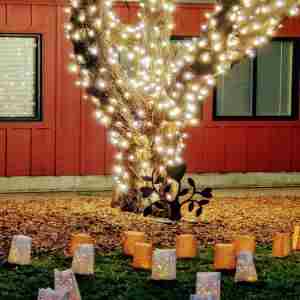 Tree of Lights Tree Lighting and Luminaria Installation in Santa Cruz on 05 December 2024