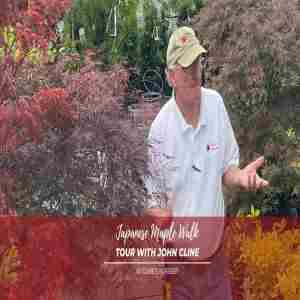 Japanese Maple Walk in Shelby on 9 Nov