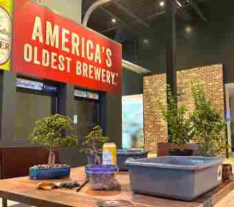 Bonsai and Brews at Yuengling Draft Haus in Tampa on 19 Dec